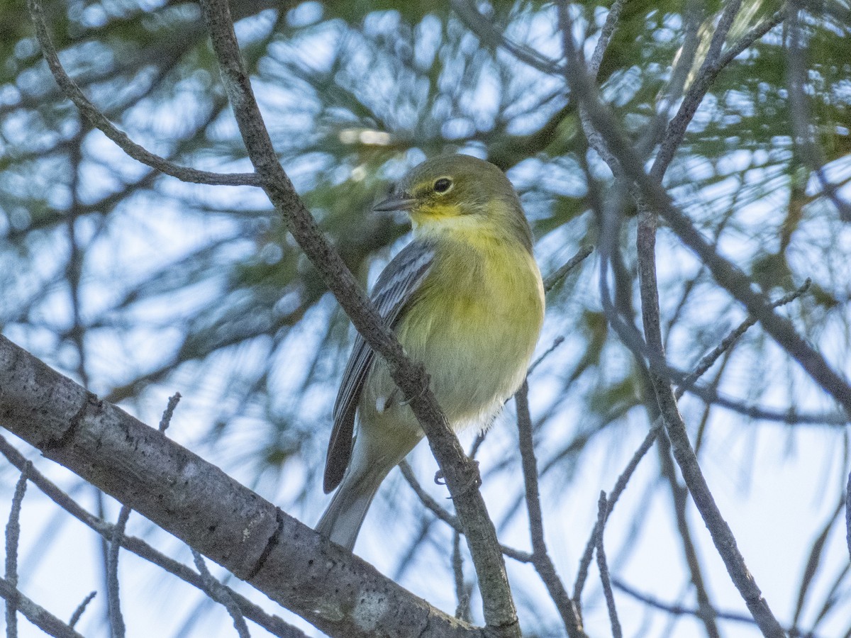 Pine Warbler - ML623239131