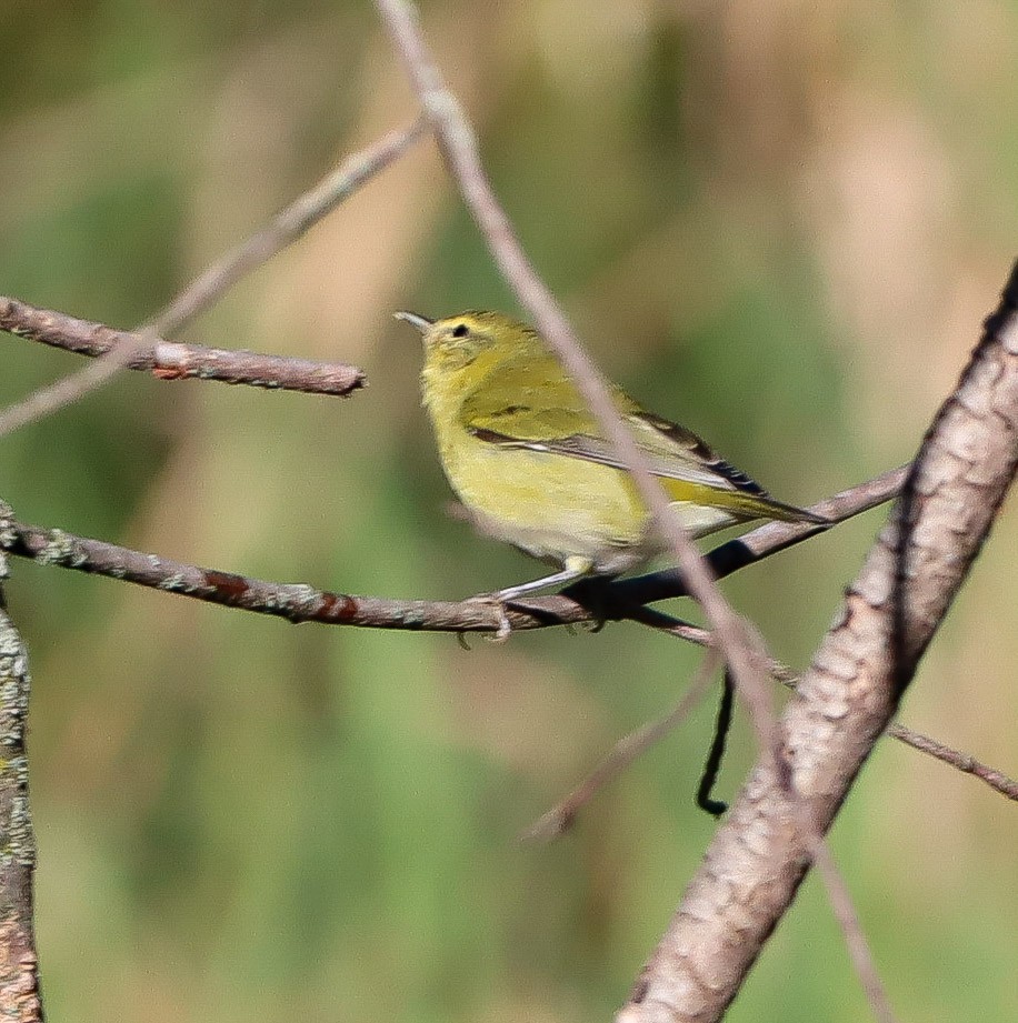 Tennessee Warbler - Shelly Kehrle.Sulser