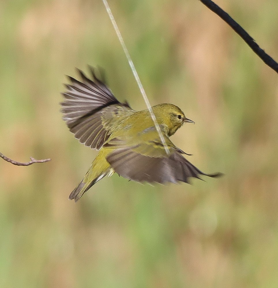 Tennessee Warbler - ML623239140