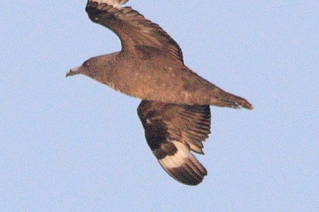 South Polar Skua - ML623239157