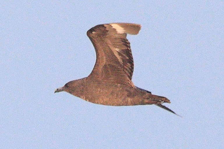 South Polar Skua - ML623239158