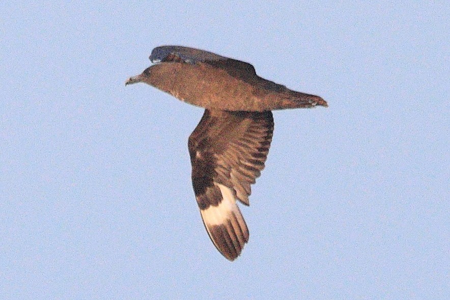 South Polar Skua - ML623239159