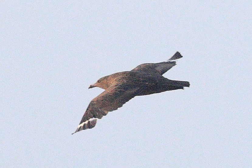 South Polar Skua - ML623239160