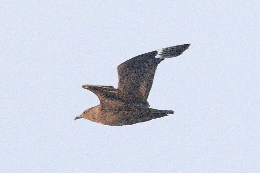 South Polar Skua - ML623239161