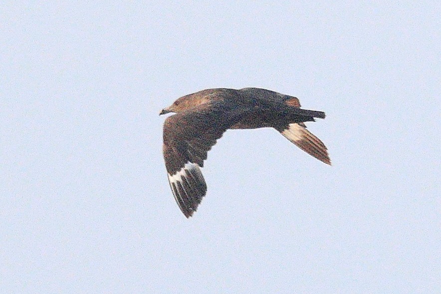 South Polar Skua - ML623239162