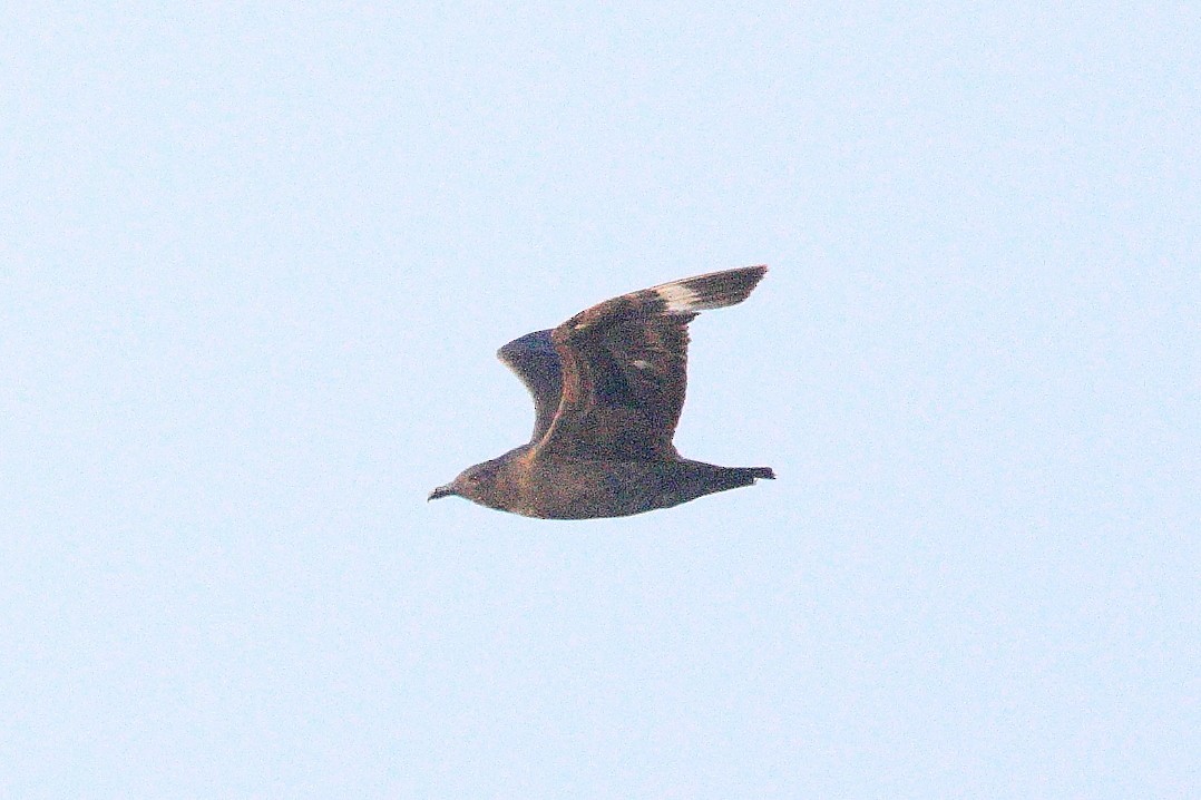 South Polar Skua - ML623239163