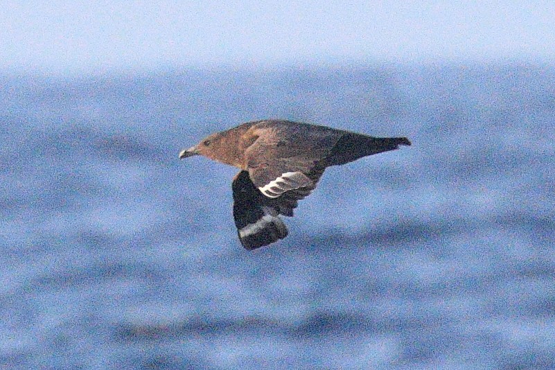 South Polar Skua - ML623239164