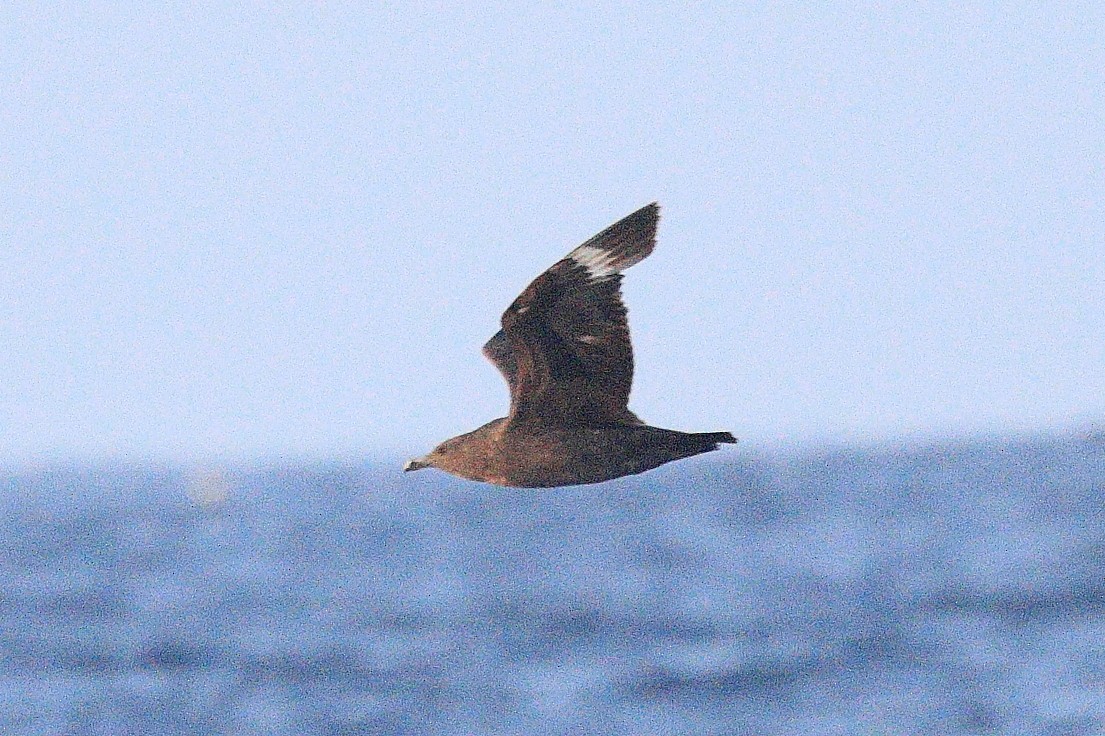 South Polar Skua - ML623239165