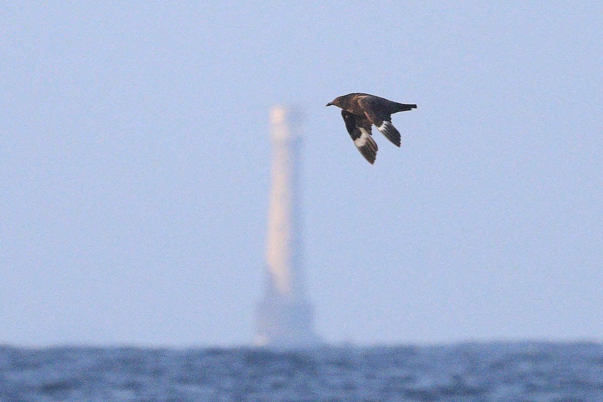 South Polar Skua - ML623239166