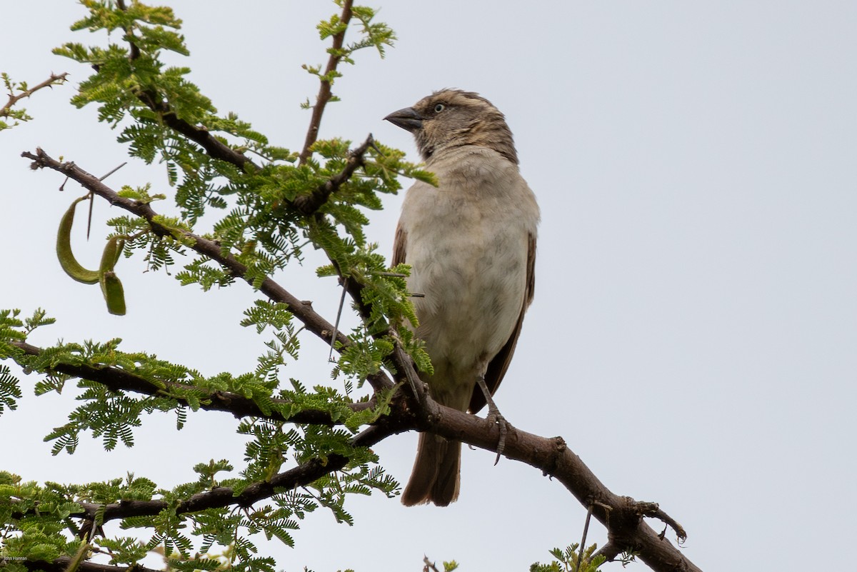 Kenya Rufous Sparrow - ML623239248