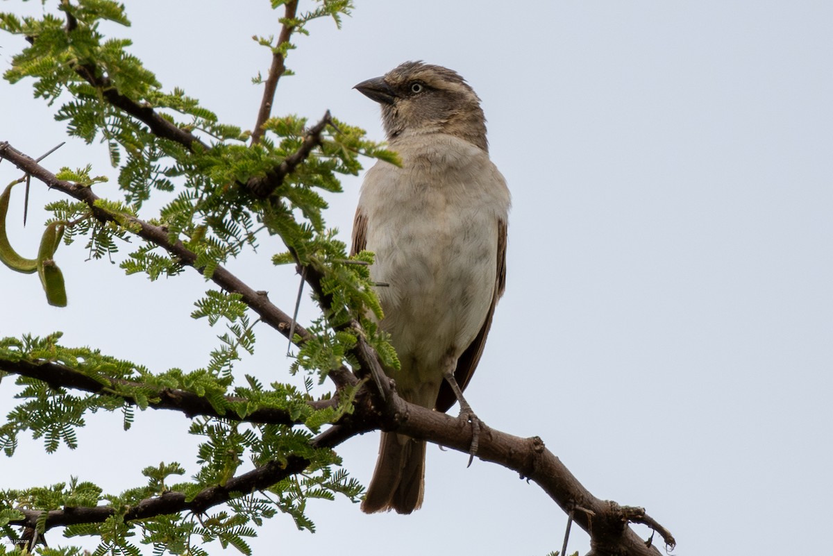 Kenya Rufous Sparrow - ML623239249