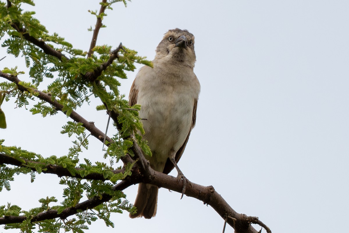 Kenya Rufous Sparrow - ML623239250