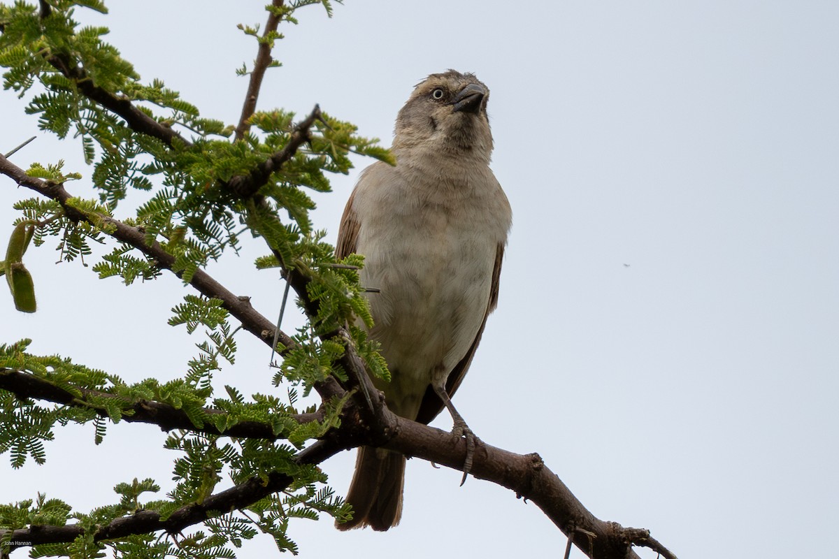 Kenya Rufous Sparrow - ML623239251