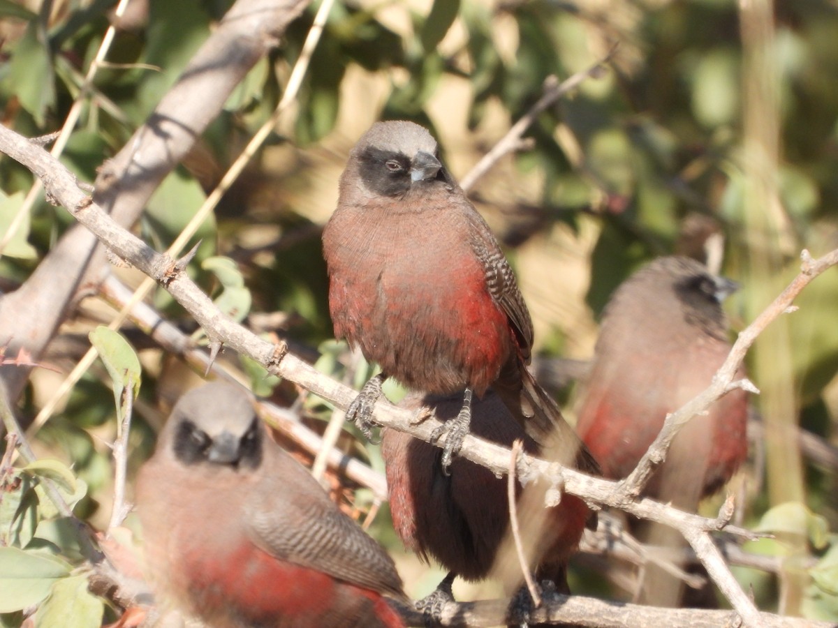 Black-faced Waxbill - ML623239258