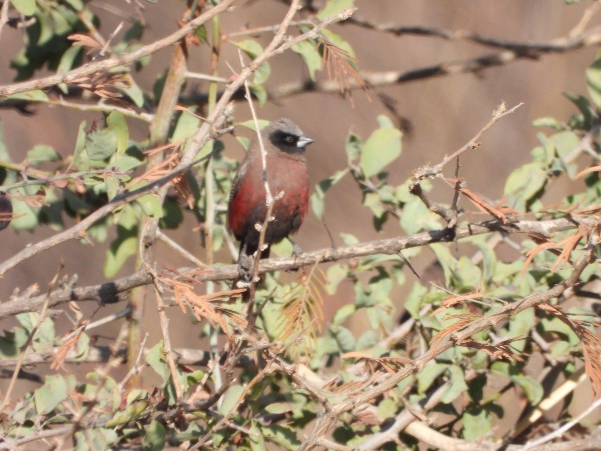 Black-faced Waxbill - ML623239262