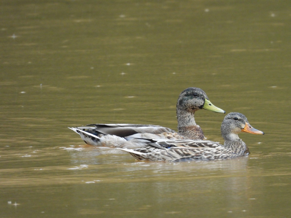 Mallard - ML623239274