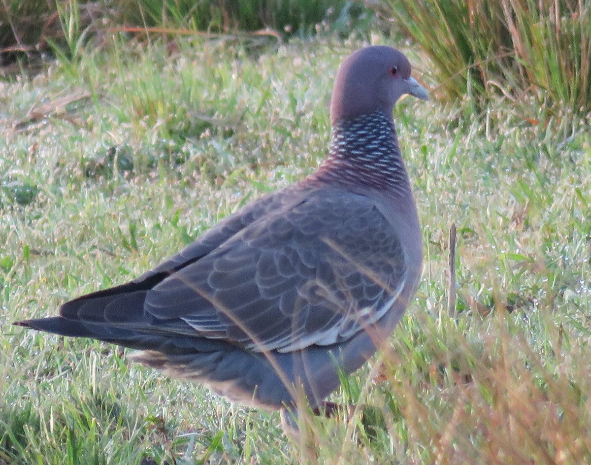 Picazuro Pigeon - ML623239319