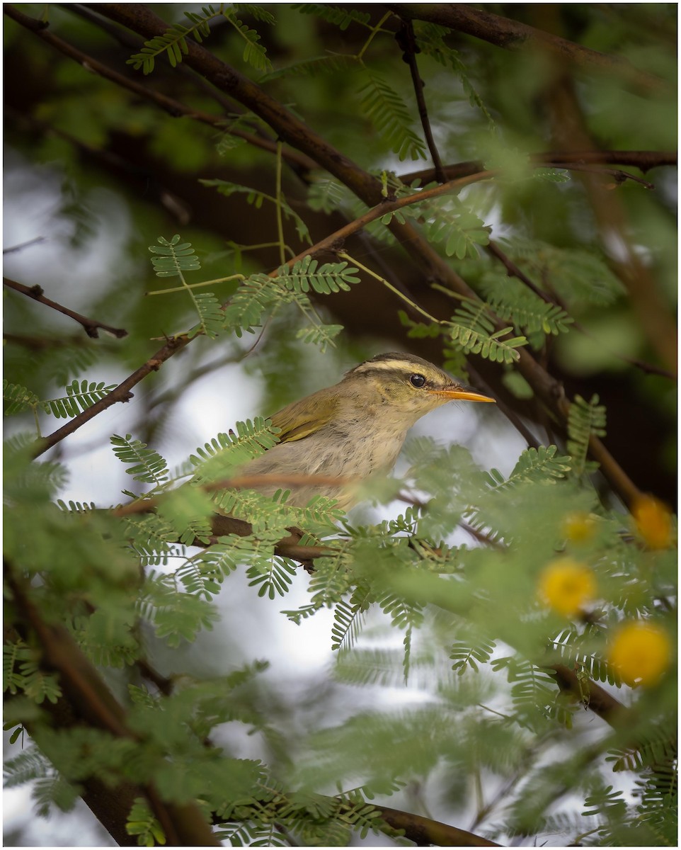 Western Crowned Warbler - ML623239324