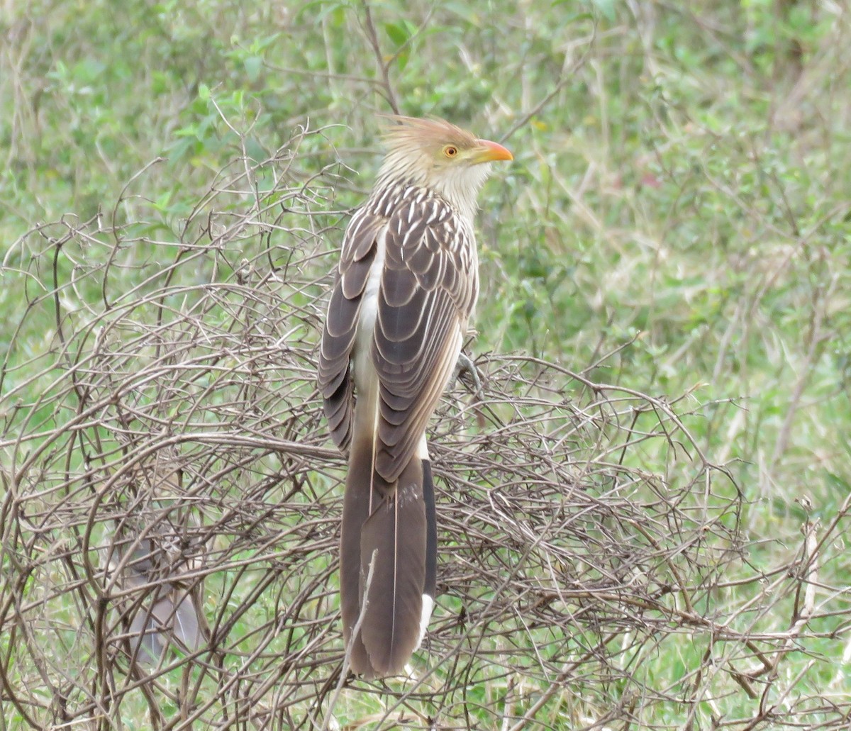 Guira Cuckoo - ML623239340