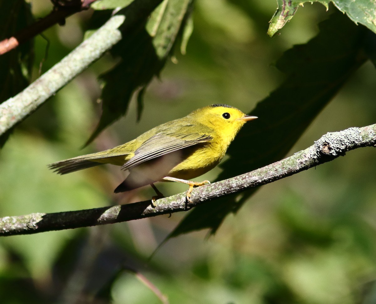 Wilson's Warbler - ML623239349