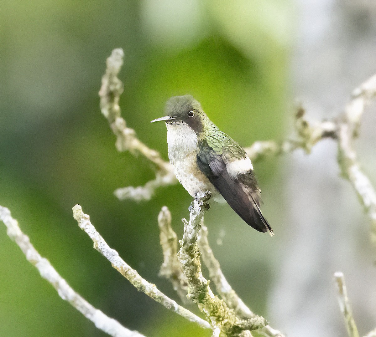 Black-crested Coquette - ML623239354