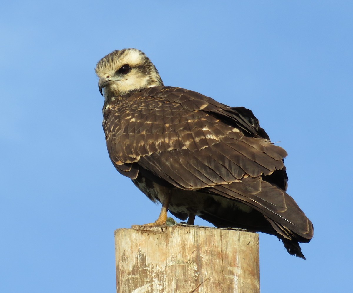 Snail Kite - ML623239369