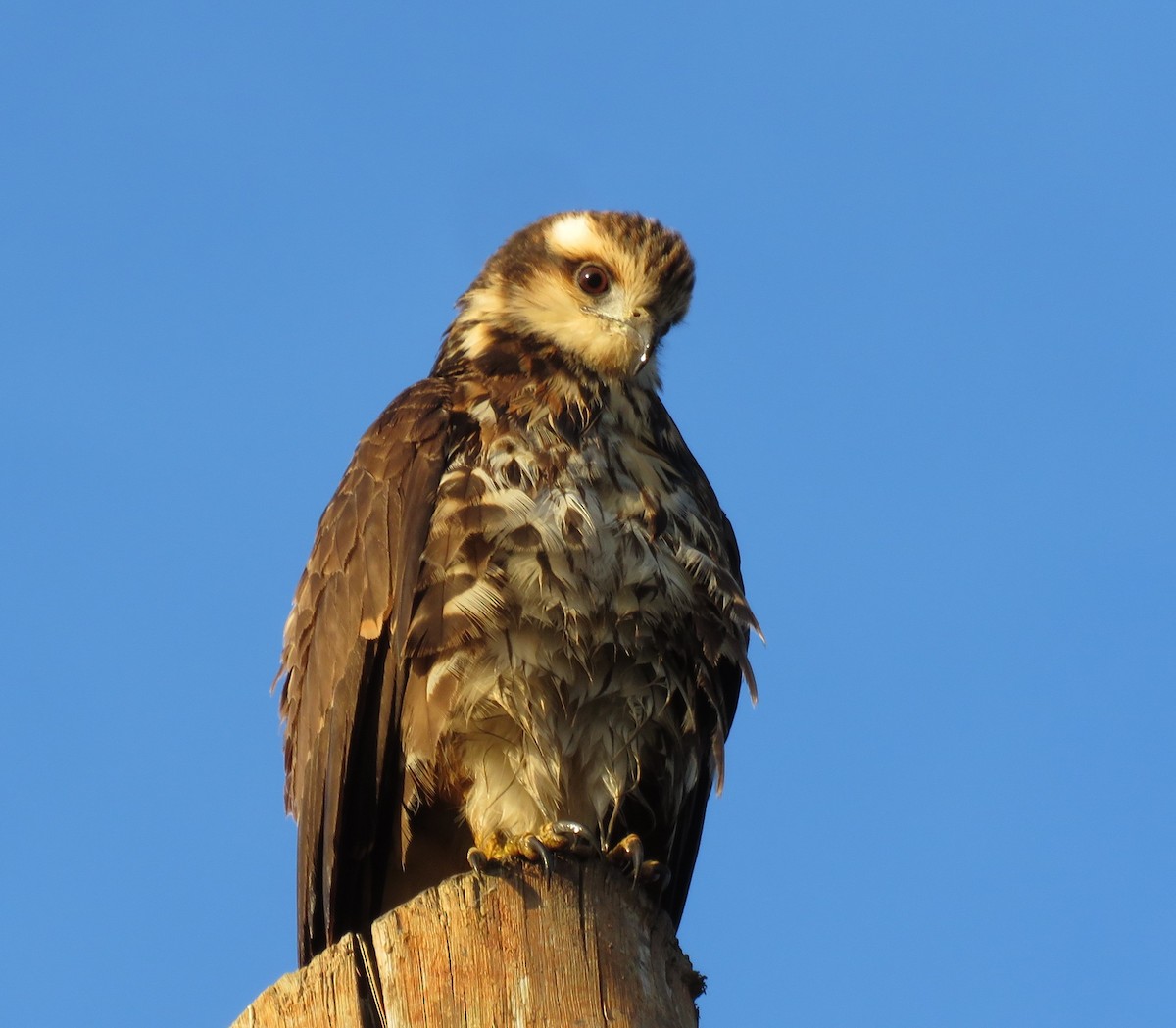 Snail Kite - ML623239370