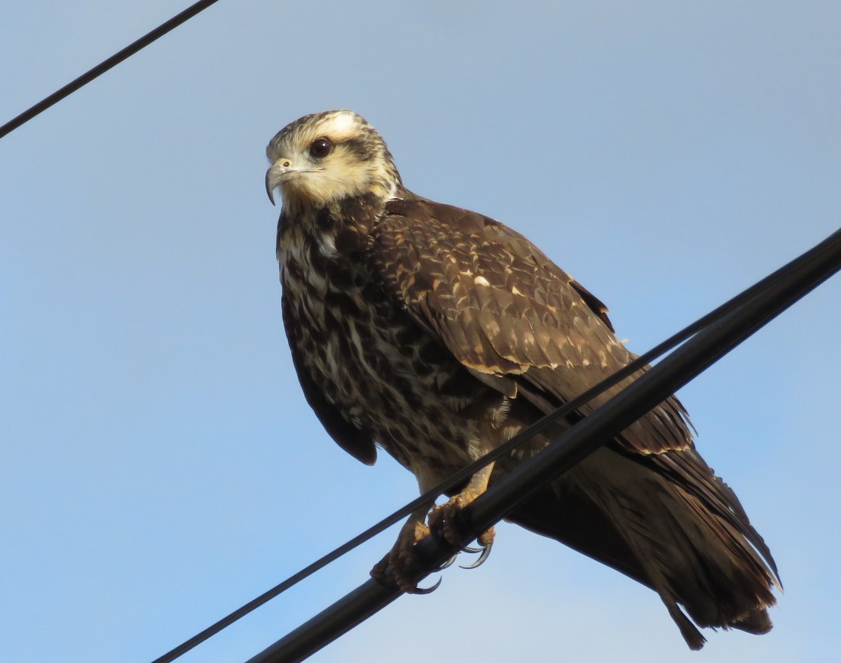 Snail Kite - ML623239371