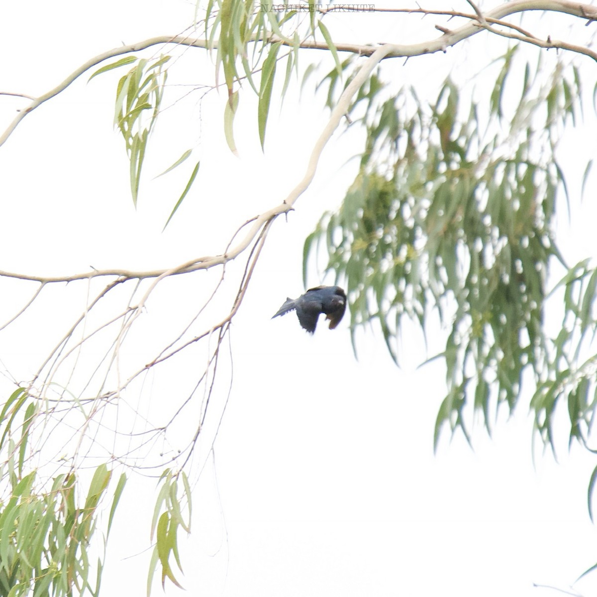 Fork-tailed Drongo-Cuckoo - ML623239401