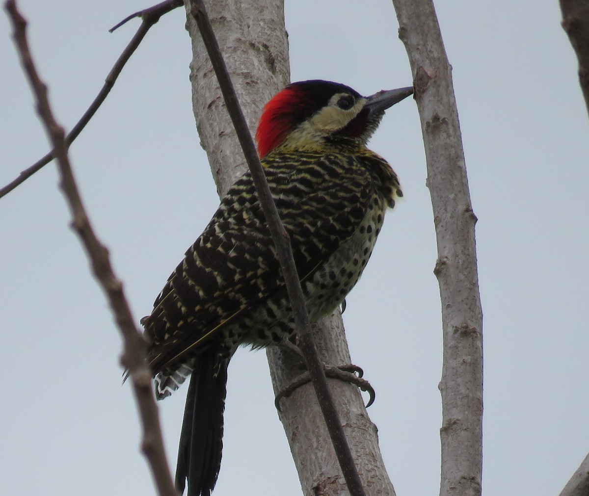 Green-barred Woodpecker - ML623239403