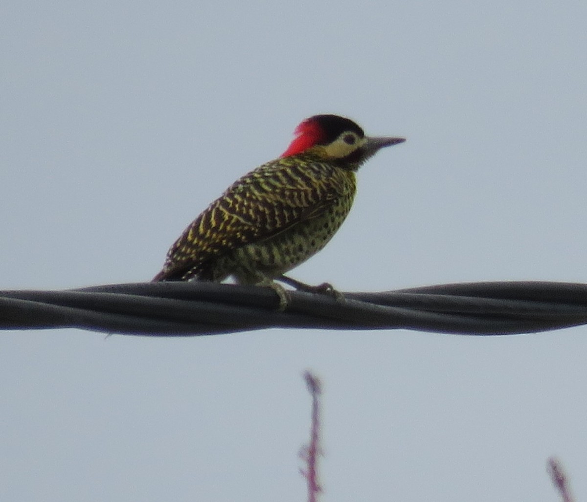 Green-barred Woodpecker - ML623239407