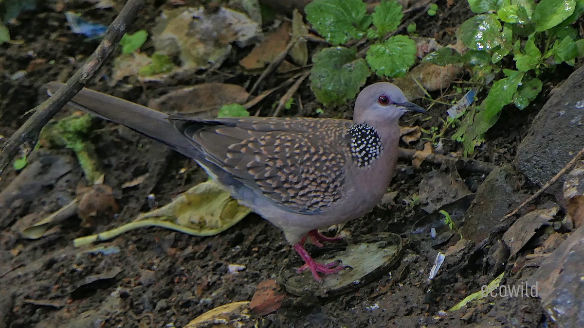 Spotted Dove - ML623239419