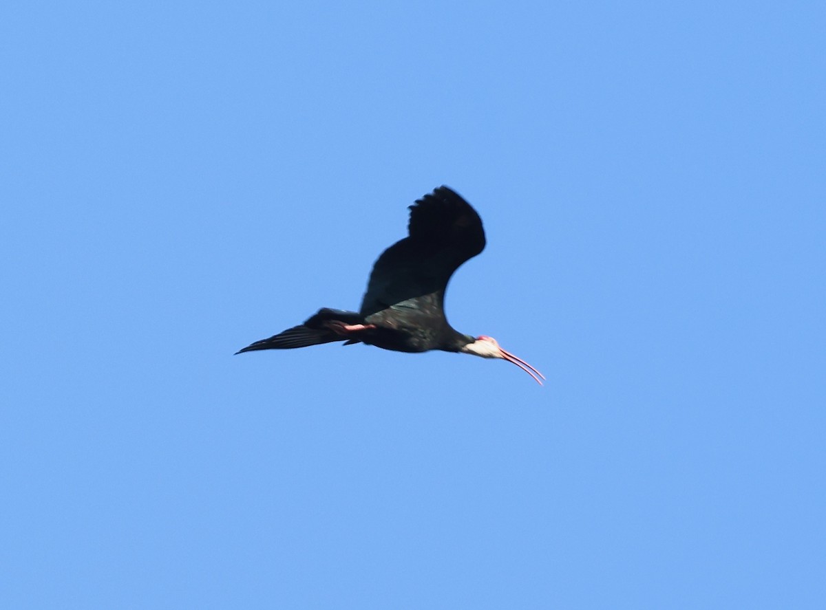 rødkroneibis - ML623239421