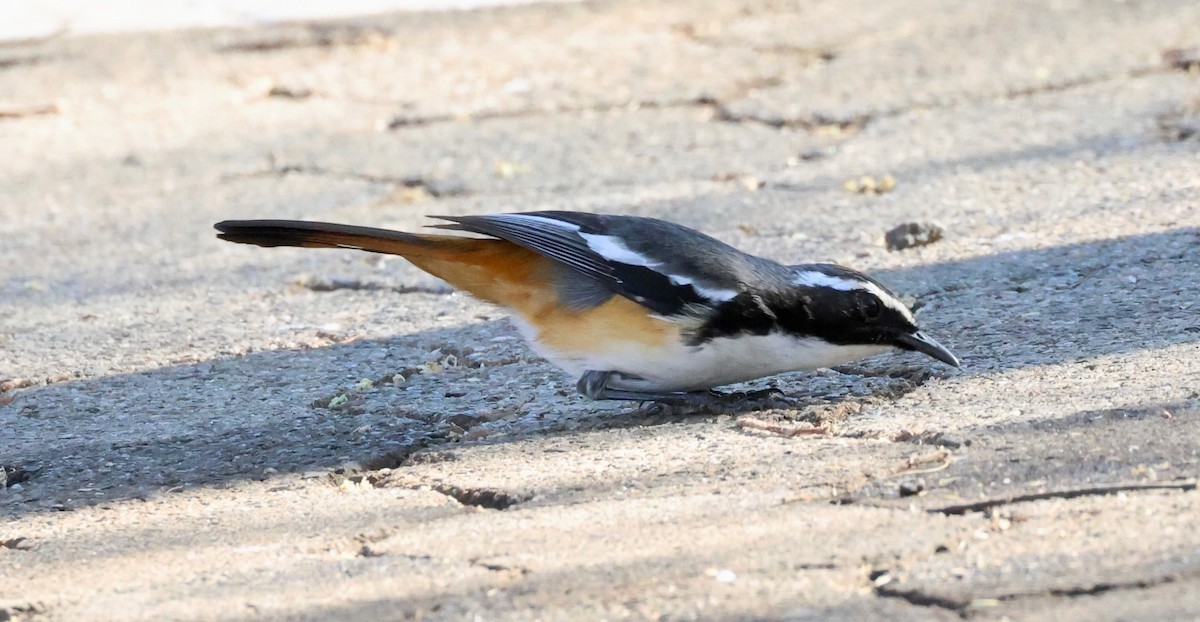 White-throated Robin-Chat - Adam Dudley