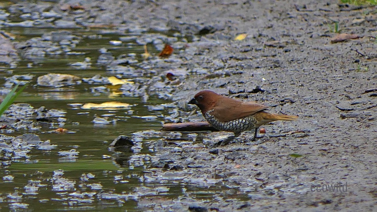 Scaly-breasted Munia - ML623239437