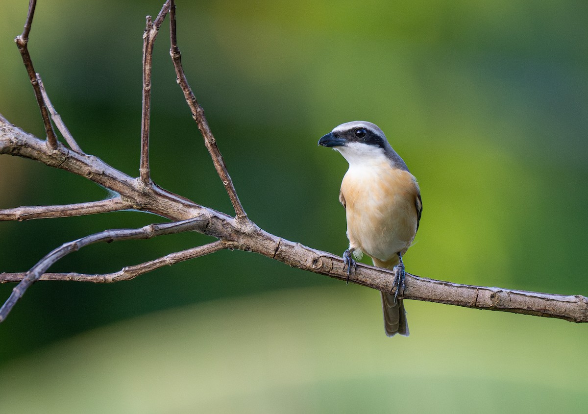 Brown Shrike (Philippine) - Forest Botial-Jarvis