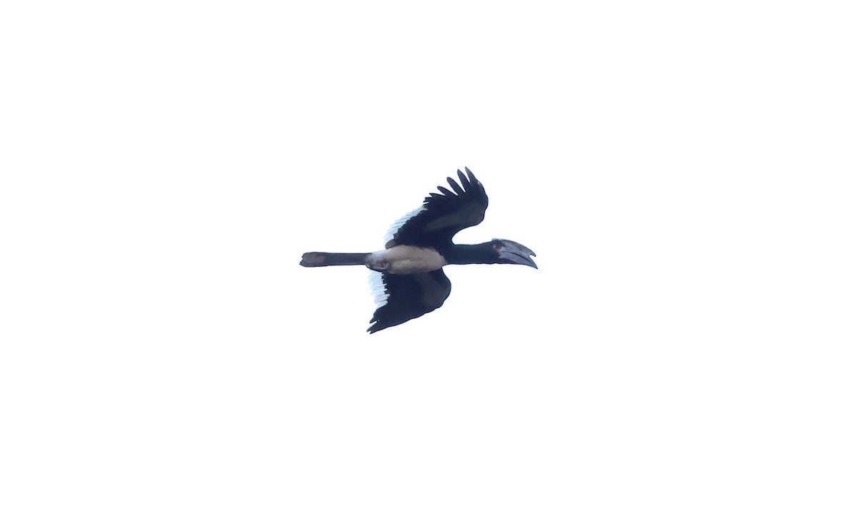 Trumpeter Hornbill - ML623239459