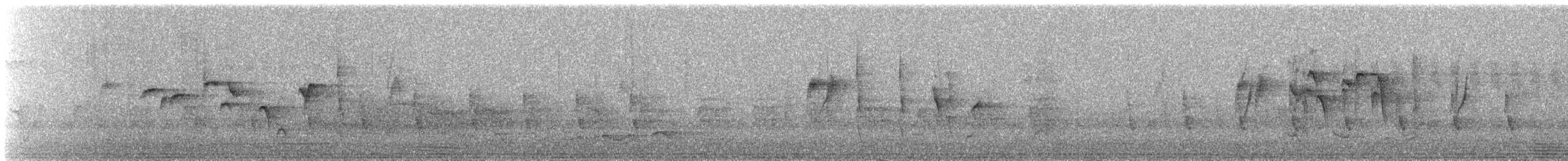 Elminie à ventre blanc (albiventris) - ML623239487