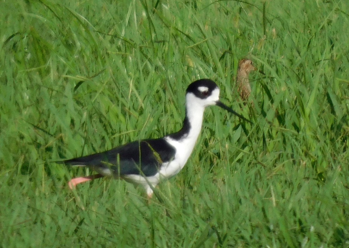 Black-necked Stilt - ML623239516