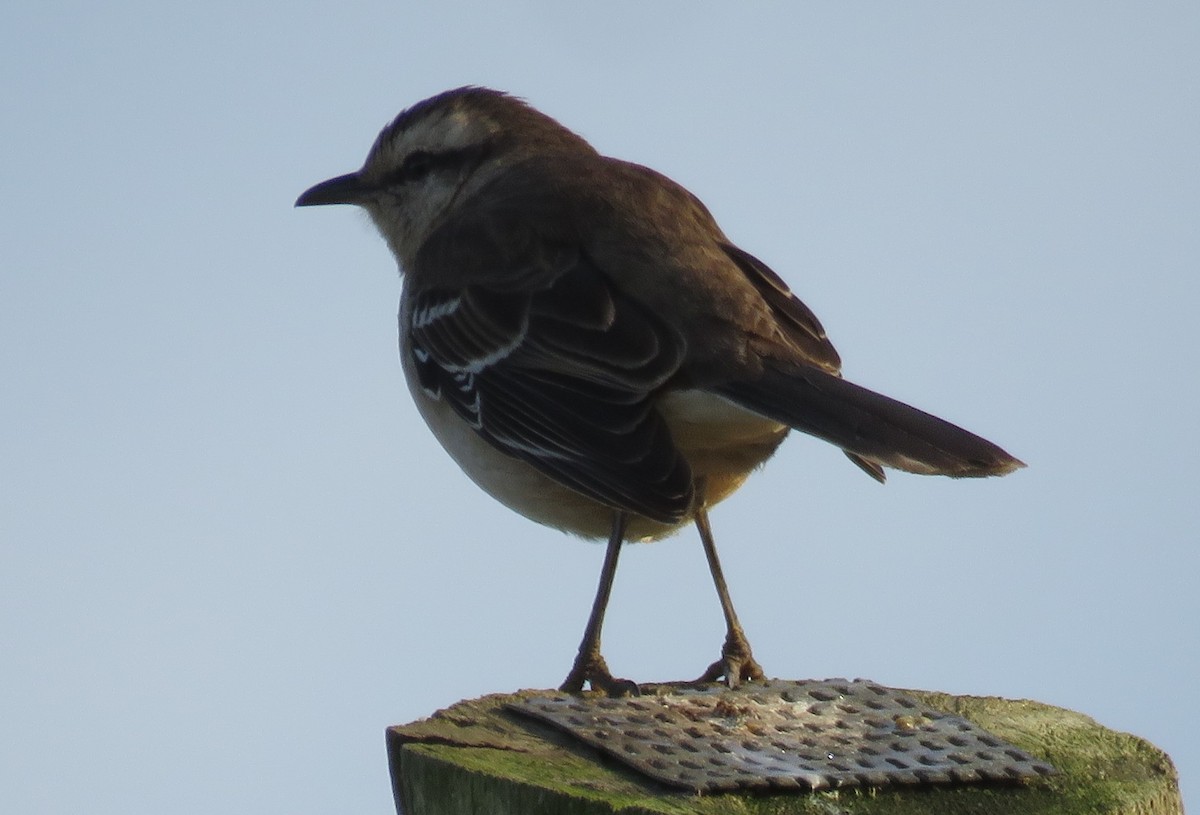 Chalk-browed Mockingbird - ML623239517