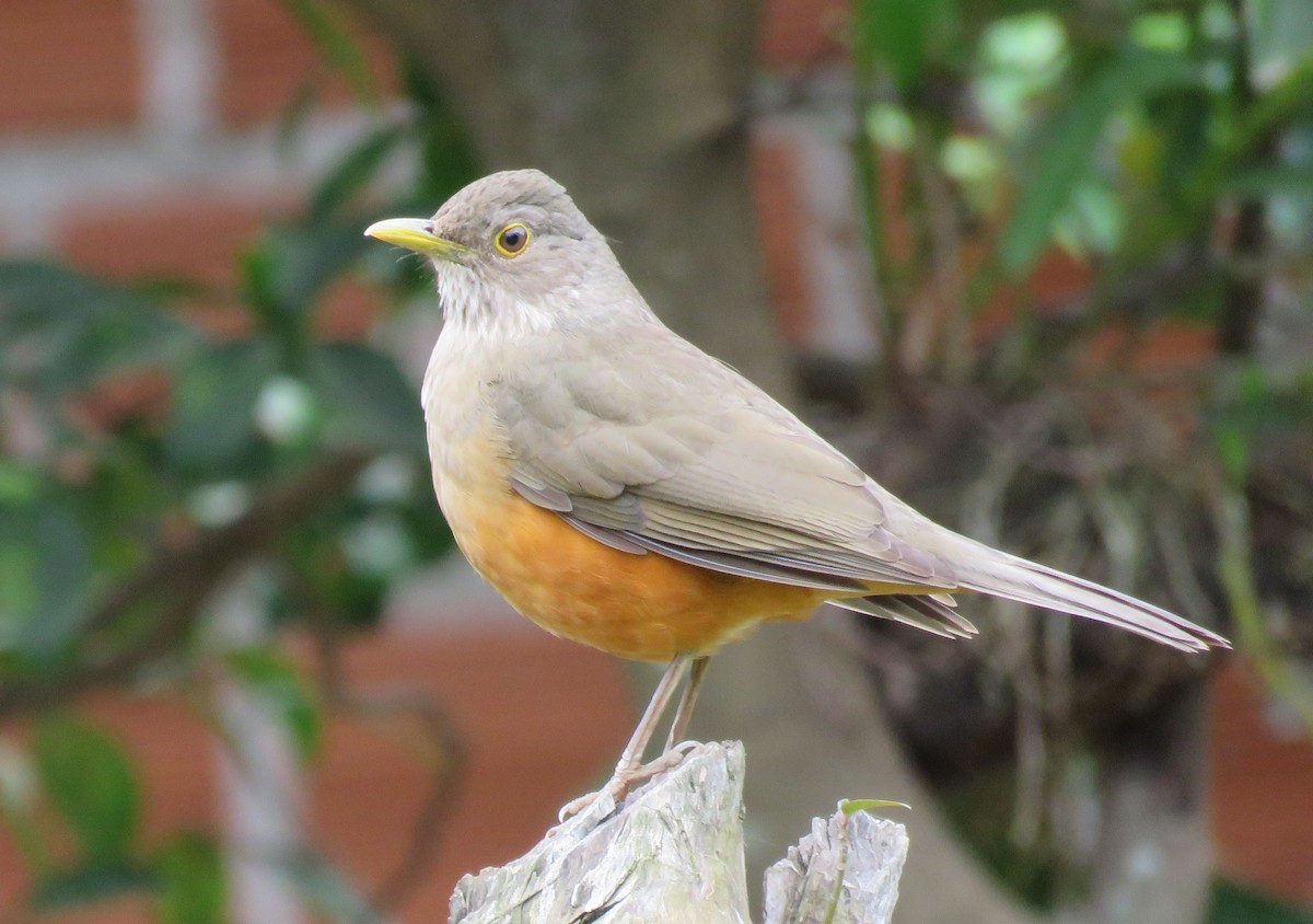 Rufous-bellied Thrush - ML623239527