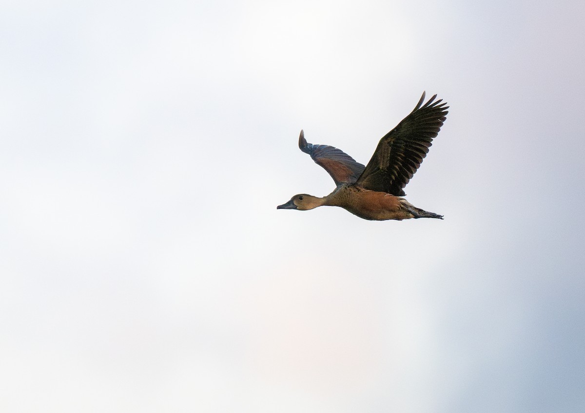 Wandering Whistling-Duck - ML623239536