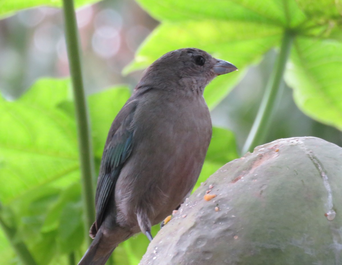 Sayaca Tanager - ML623239539
