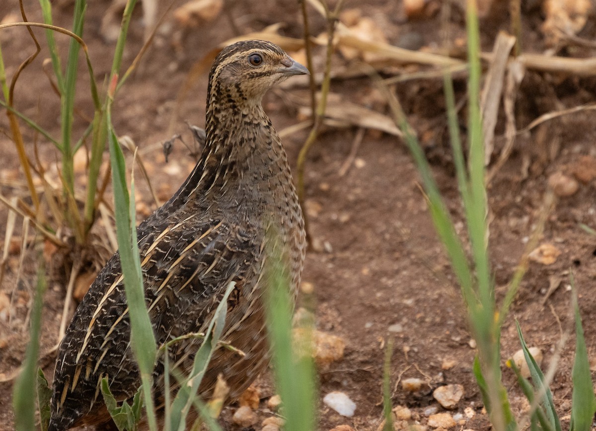 Harlequin Quail - ML623239550