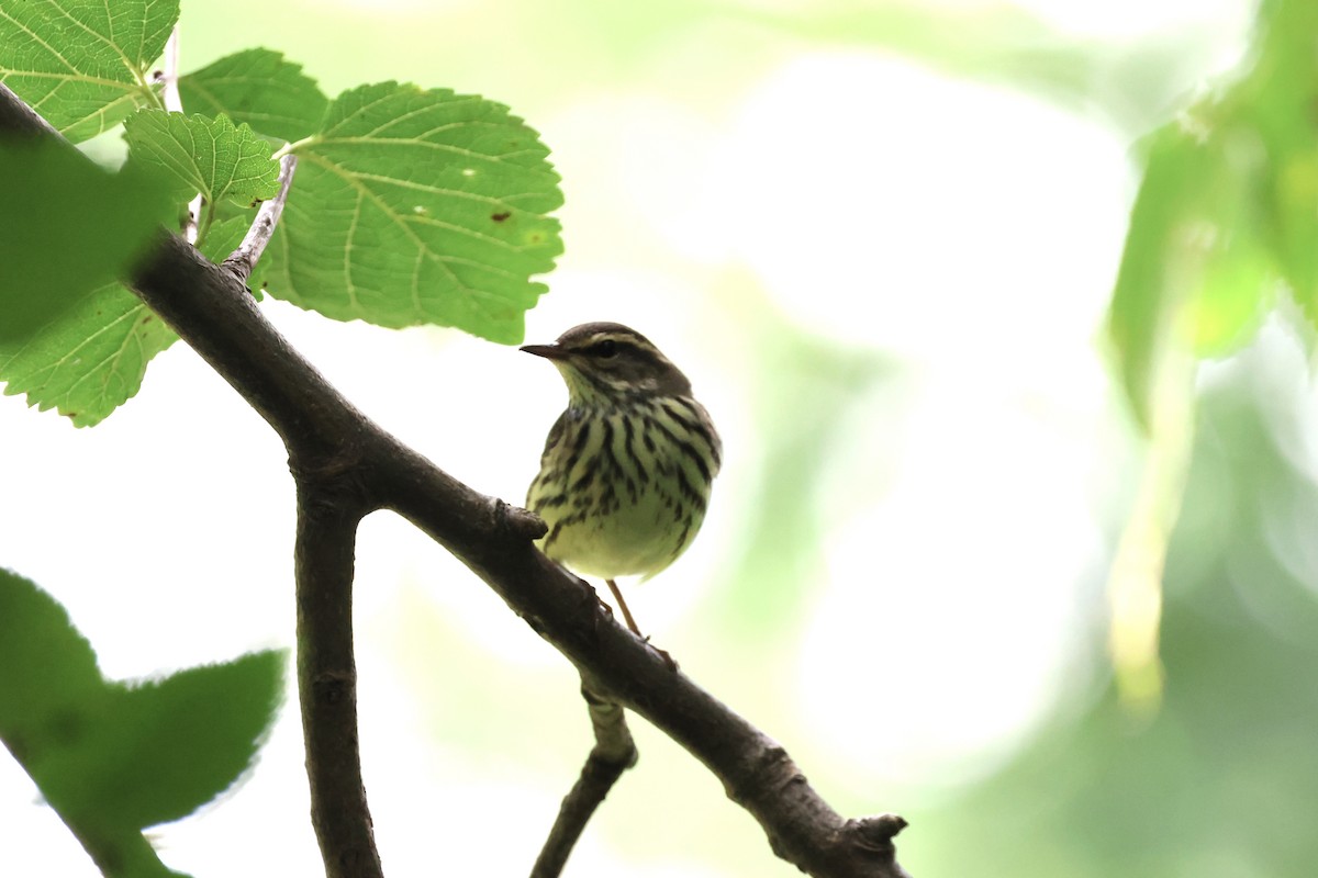 Northern Waterthrush - ML623239574