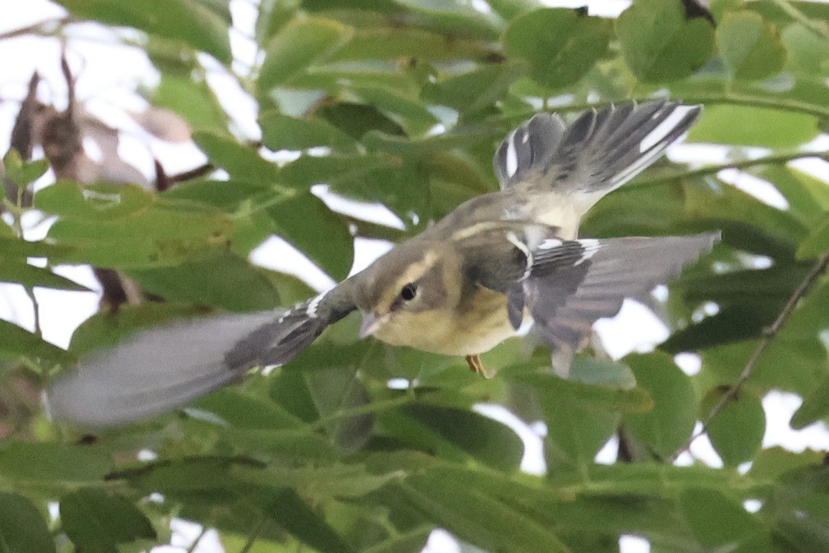 Blackburnian Warbler - ML623239596