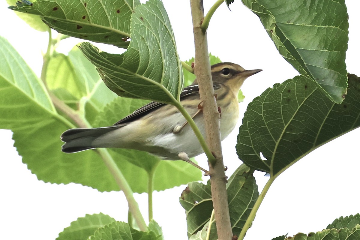 Blackburnian Warbler - ML623239598