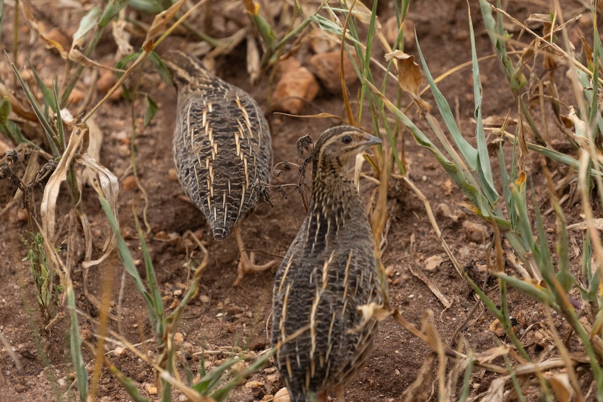 Harlequin Quail - ML623239607