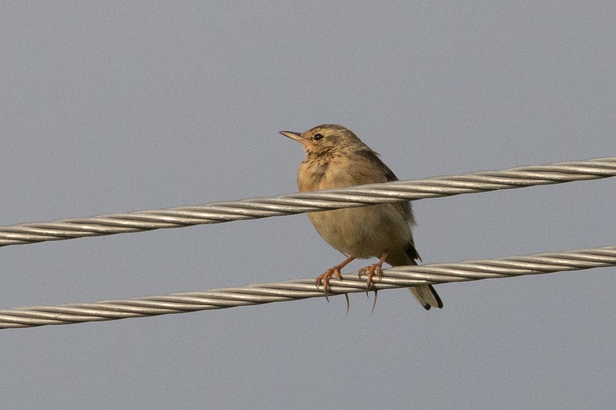 Paddyfield Pipit - ML623239661