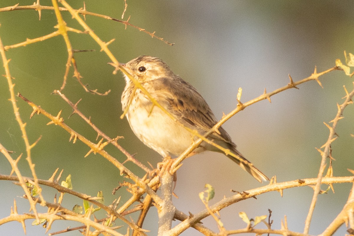 Paddyfield Pipit - ML623239662